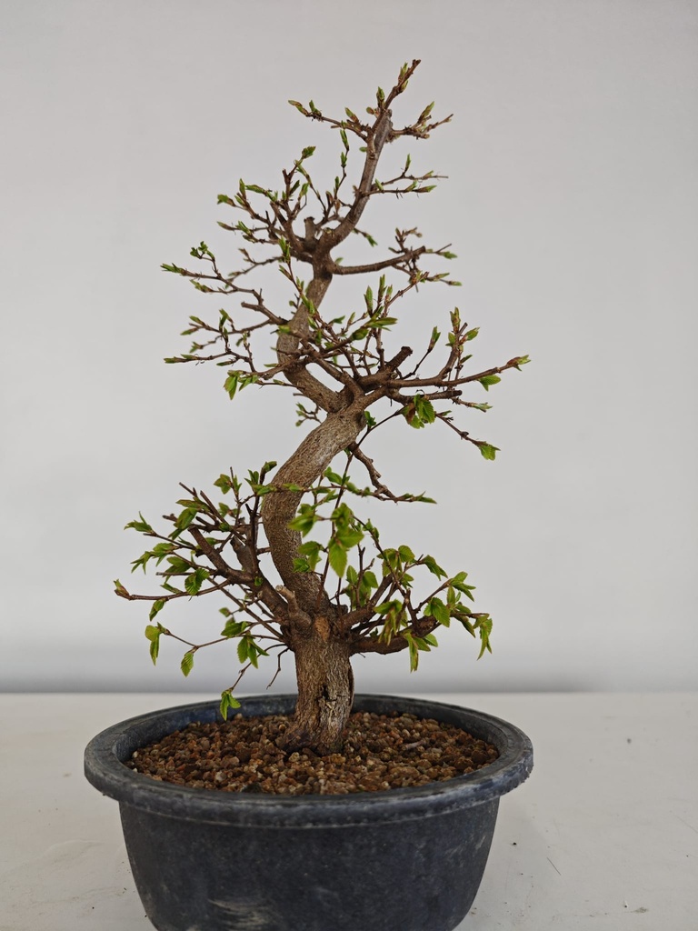 *Ca 1. Carpinus coreana 120 euros con envio gratis peninsula.