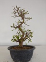 *Ca 1. Carpinus coreana 120 euros con envio gratis peninsula.