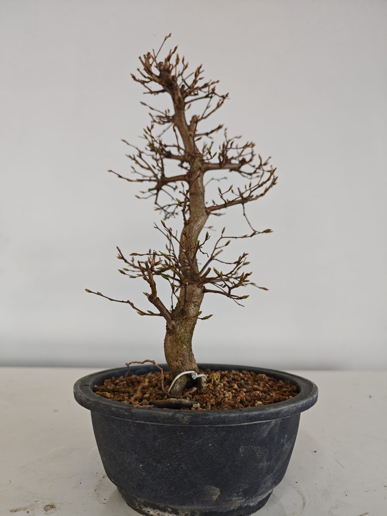 *Ca 2. Carpinus coreana 120 euros con envio gratis peninsula.