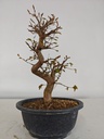 *Ca 4. Carpinus coreana 120 euros con envio gratis peninsula.