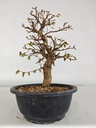 *Ca 4. Carpinus coreana 120 euros con envio gratis peninsula.