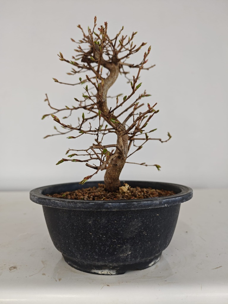 *Ca 5. Carpinus coreana 120 euros con envio gratis peninsula.