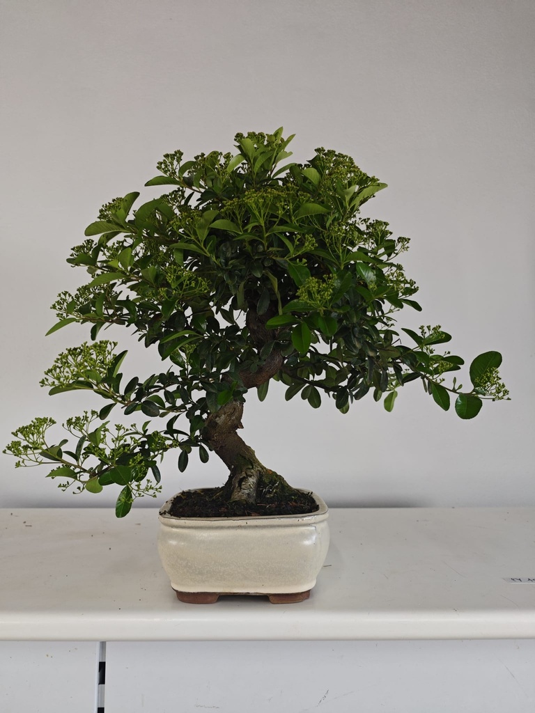 *PY 10. Pyracantha 100 euros con envio gratis peninsula.