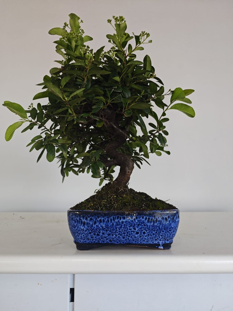 *PY 14. Pyracantha 100 euros con envio gratis peninsula.