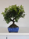 *PY 14. Pyracantha 100 euros con envio gratis peninsula.