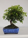 *PY 14. Pyracantha 100 euros con envio gratis peninsula.