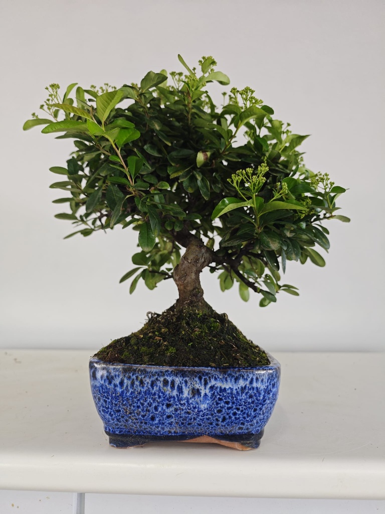 *PY 14. Pyracantha 100 euros con envio gratis peninsula.