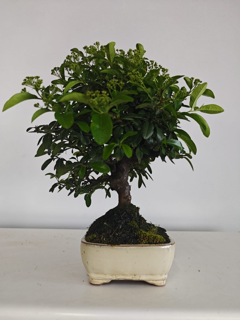 *PY 15. Pyracantha 100 euros con envio gratis peninsula.