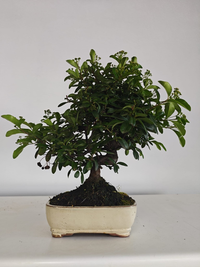 *PY 15. Pyracantha 100 euros con envio gratis peninsula.