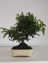 *PY 15. Pyracantha 100 euros con envio gratis peninsula.