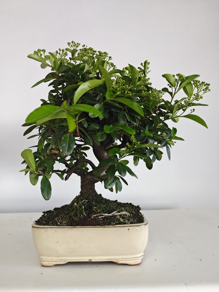 *PY 16. Pyracantha 100 euros con envio gratis peninsula.