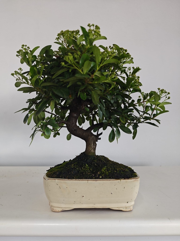 *PY 17. Pyracantha 100 euros con envio gratis peninsula.