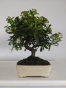 *PY 17. Pyracantha 100 euros con envio gratis peninsula.