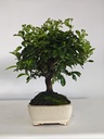 *PY 17. Pyracantha 100 euros con envio gratis peninsula.