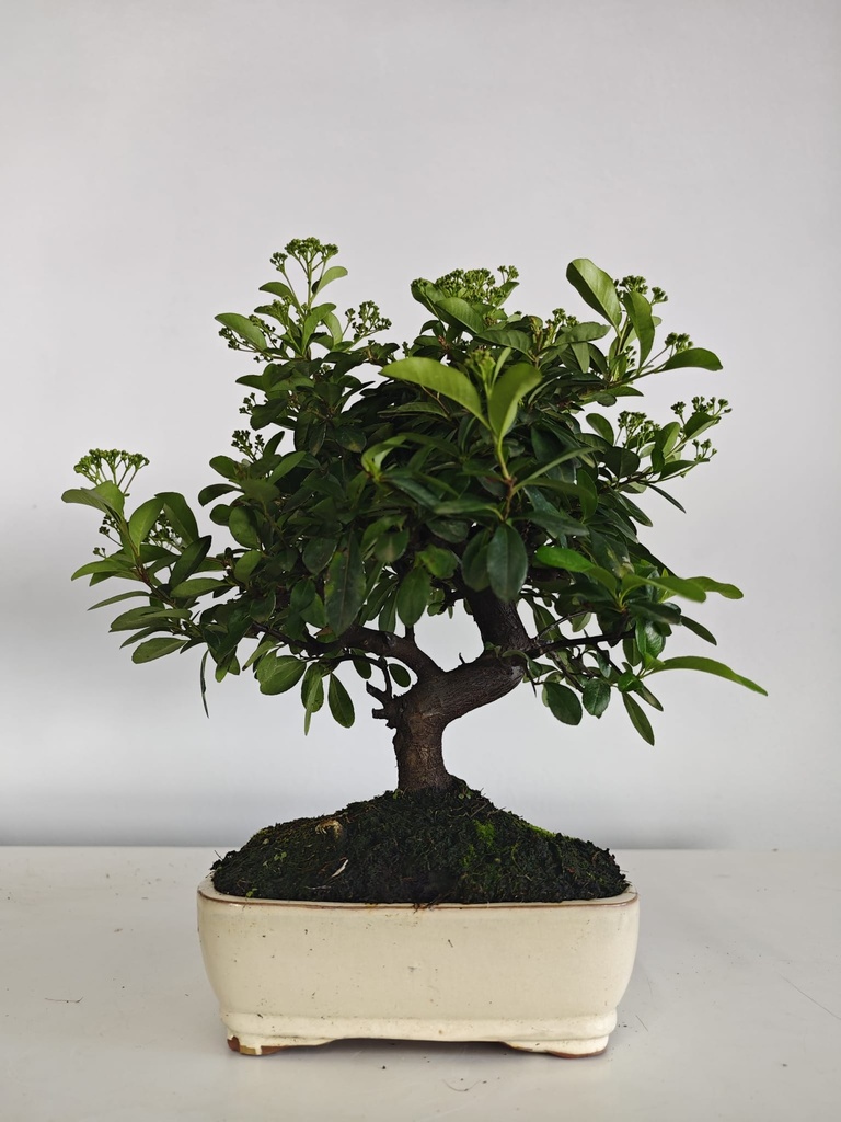 *PY 17. Pyracantha 100 euros con envio gratis peninsula.