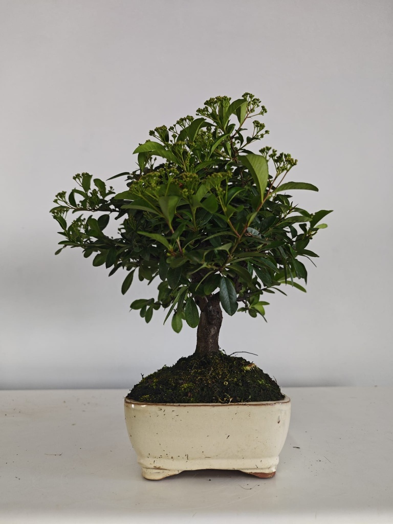 *PY 17. Pyracantha 100 euros con envio gratis peninsula.