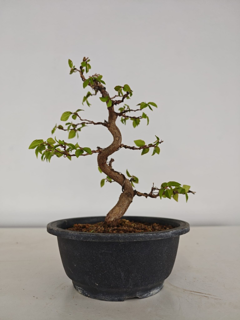 *Ca 5. Carpinus coreana 170 euros con envio gratis peninsula.