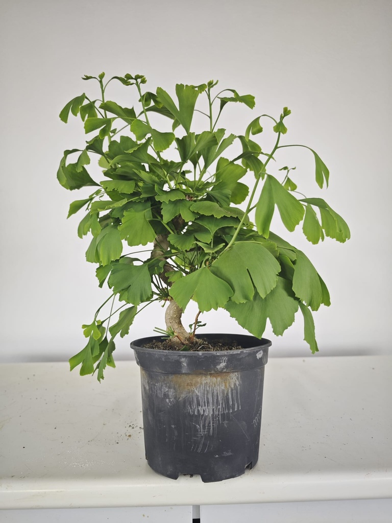 *GI 22 Ginkgo 70 euros con envio gratis peninsula.