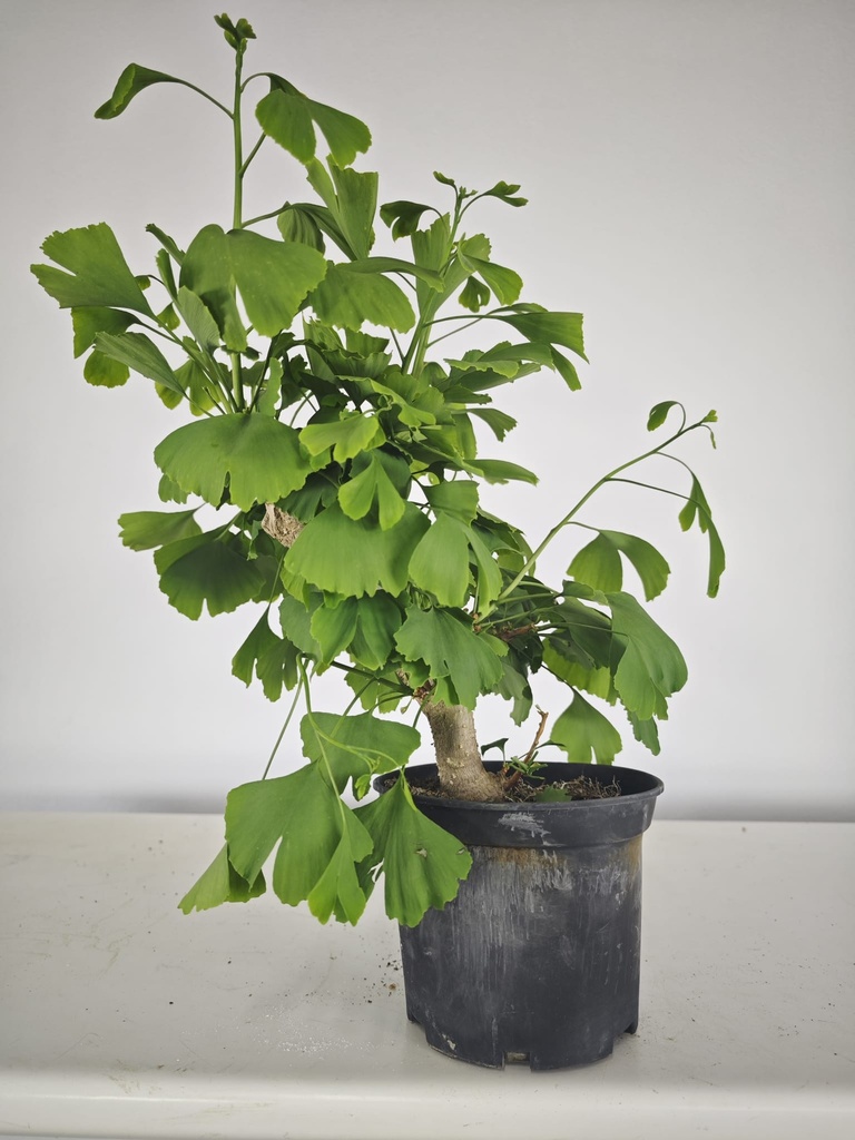 *GI 22 Ginkgo 70 euros con envio gratis peninsula.