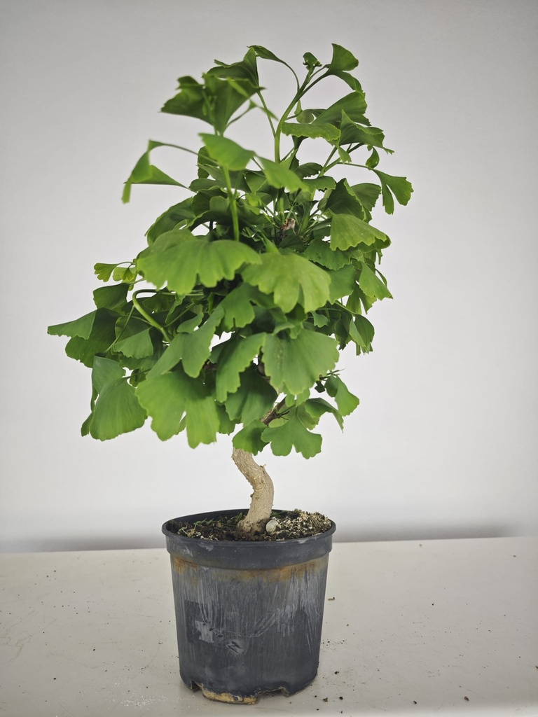 *GI 23 Ginkgo 70 euros con envio gratis peninsula.