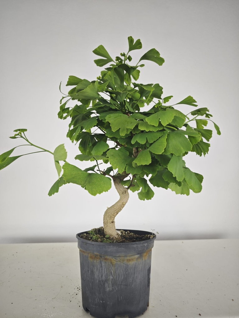 *GI 23 Ginkgo 70 euros con envio gratis peninsula.