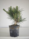 * P 10 Pinus thunbergii, 70 euros con envio gratis peninsula.