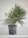 * P 11 Pinus thunbergii, 70 euros con envio gratis peninsula.