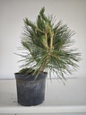 * P 11 Pinus thunbergii, 70 euros con envio gratis peninsula.