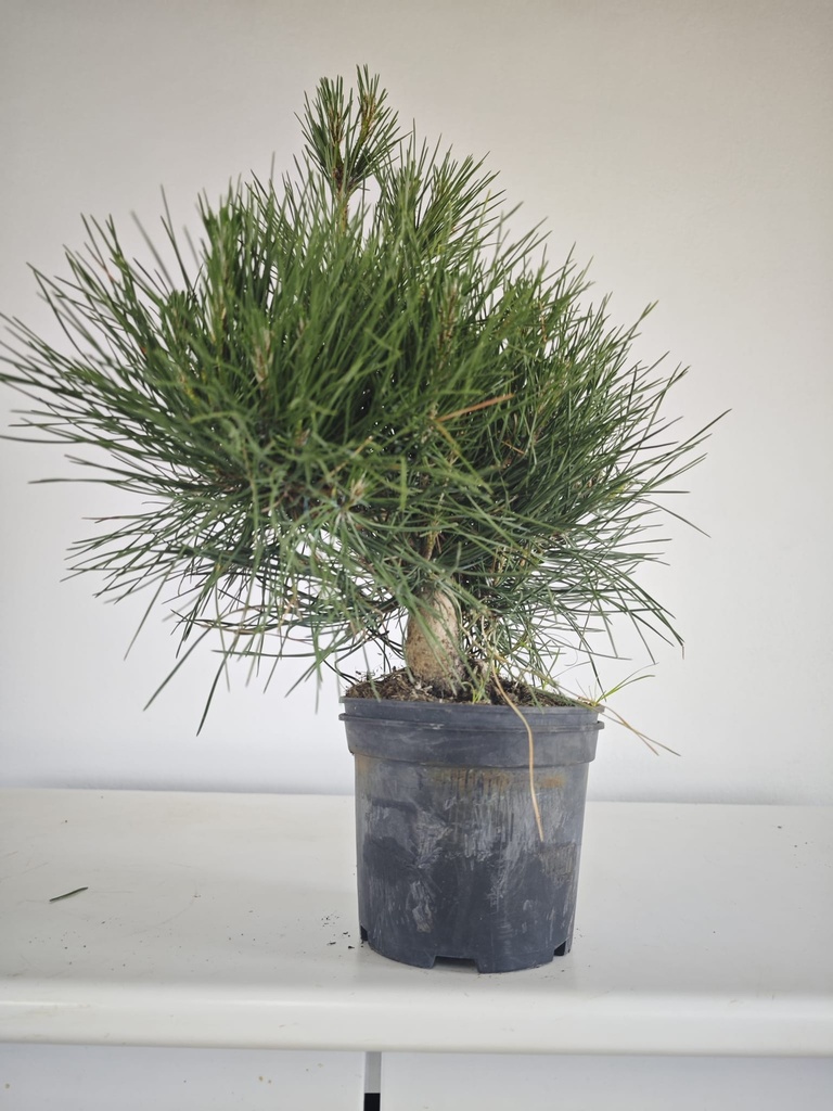 * P 12 Pinus thunbergii, 70 euros con envio gratis peninsula.