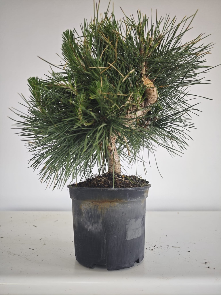 * P 13 Pinus thunbergii, 70 euros con envio gratis peninsula.
