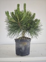 * P 13 Pinus thunbergii, 70 euros con envio gratis peninsula.