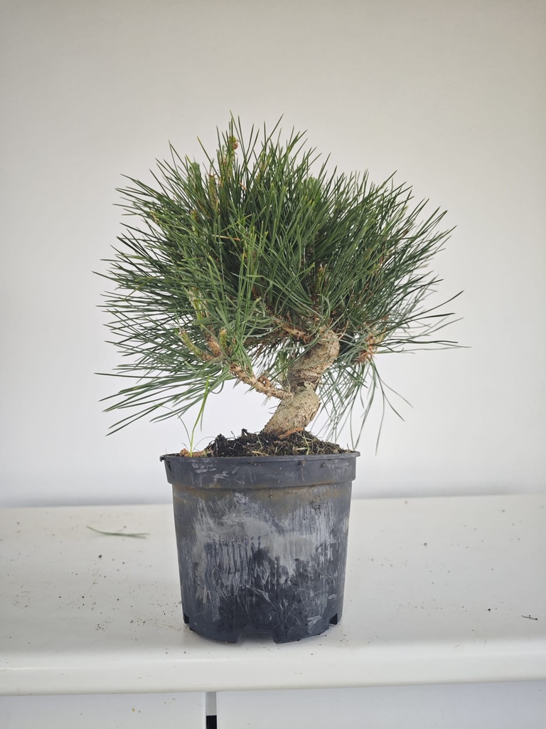 * P 14 Pinus thunbergii, 70 euros con envio gratis peninsula.