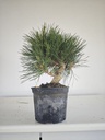 * P 14 Pinus thunbergii, 70 euros con envio gratis peninsula.