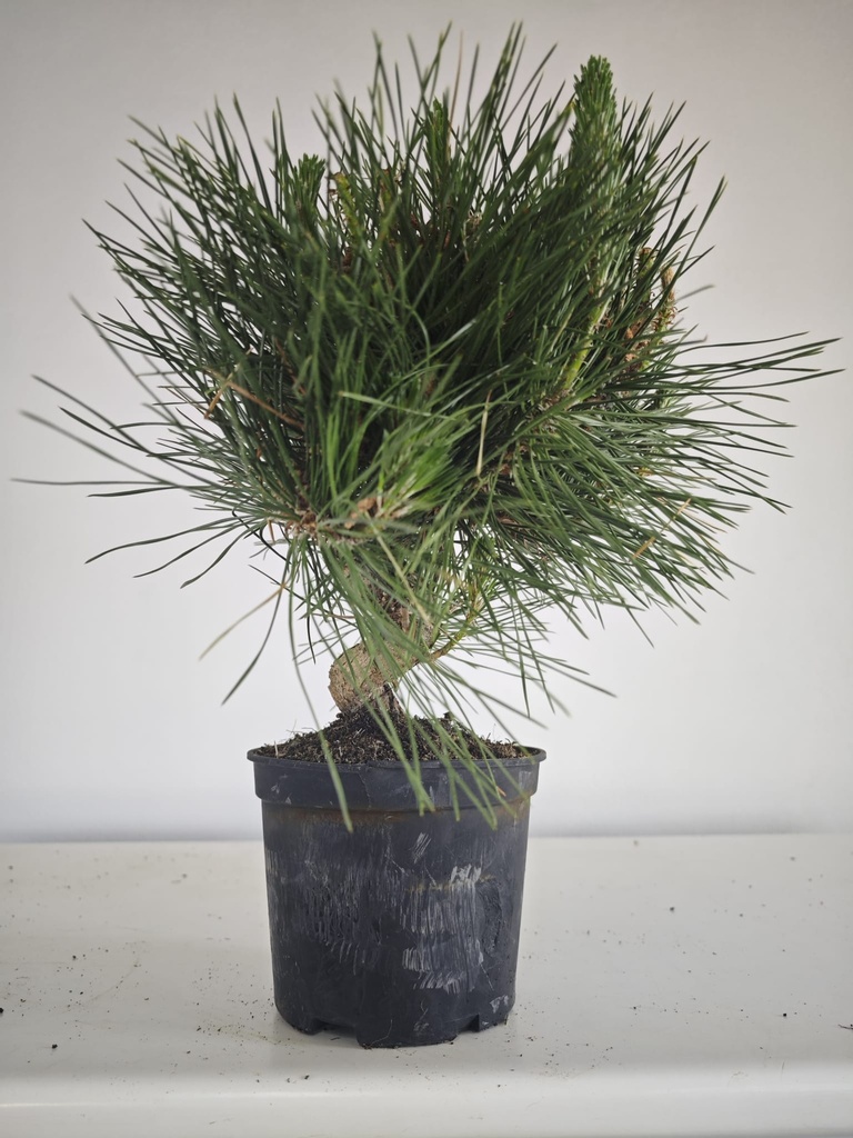 * P 14 Pinus thunbergii, 70 euros con envio gratis peninsula.