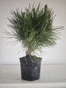 * P 14 Pinus thunbergii, 70 euros con envio gratis peninsula.