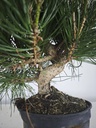 * P 15 Pinus thunbergii, 70 euros con envio gratis peninsula.