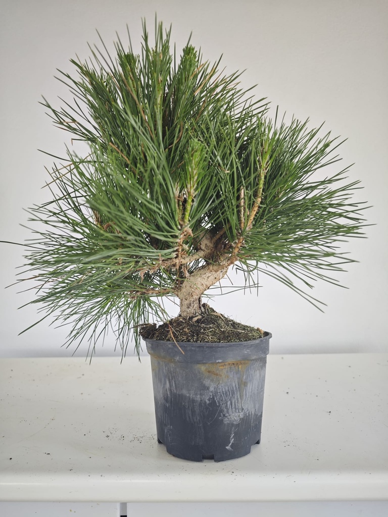 * P 15 Pinus thunbergii, 70 euros con envio gratis peninsula.