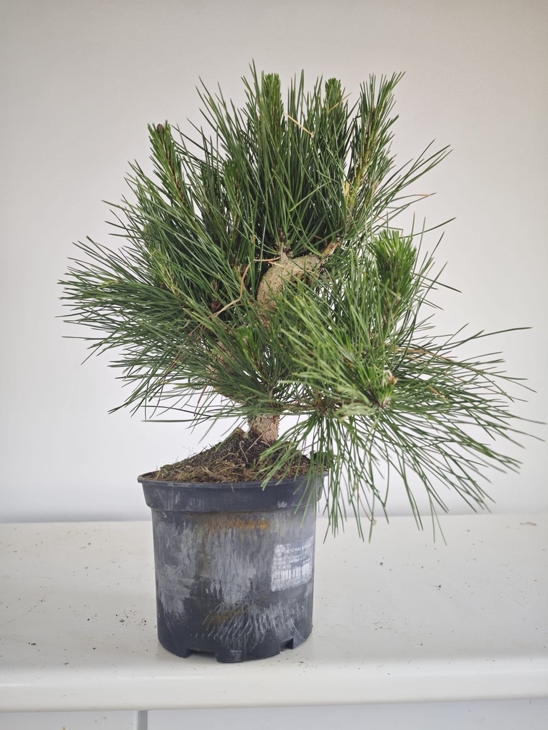 * P 15 Pinus thunbergii, 70 euros con envio gratis peninsula.