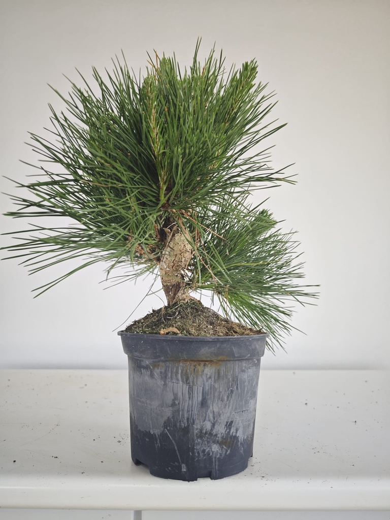 * P 15 Pinus thunbergii, 70 euros con envio gratis peninsula.