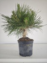 * P 16 Pinus thunbergii, 70 euros con envio gratis peninsula.