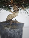 * P 19 Pinus thunbergii, 70 euros con envio gratis peninsula.