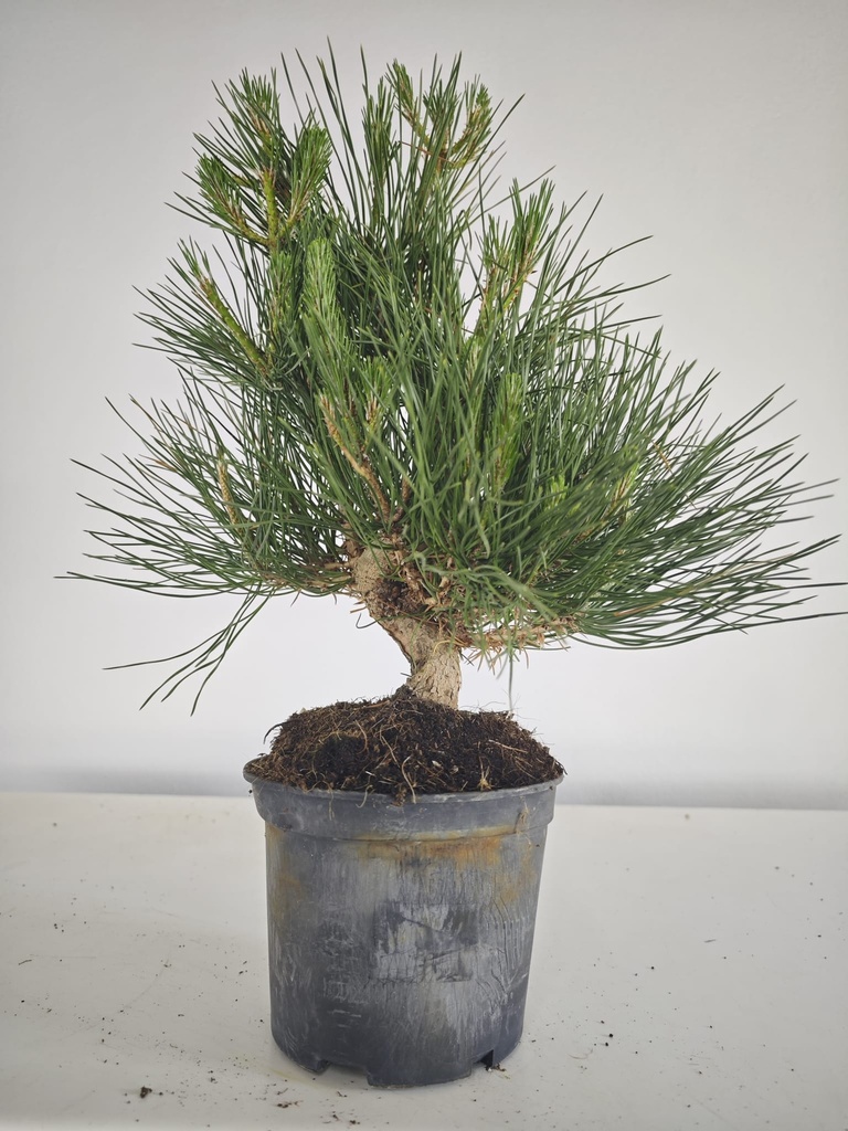 * P 20 Pinus thunbergii, 70 euros con envio gratis peninsula.