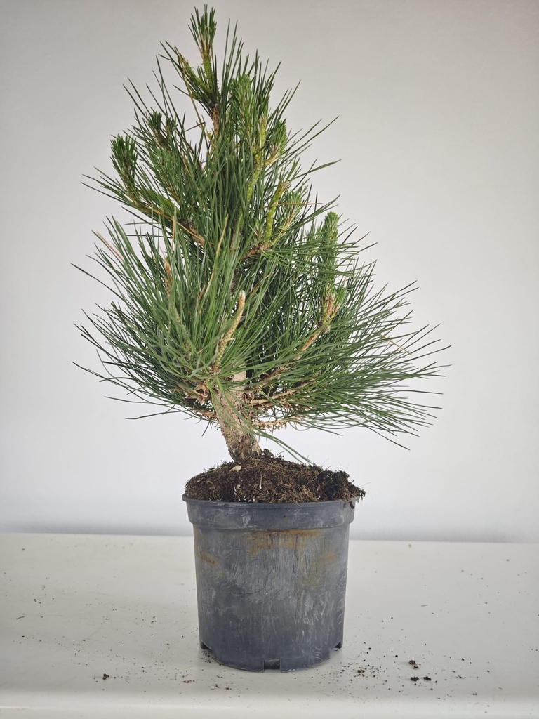 * P 20 Pinus thunbergii, 70 euros con envio gratis peninsula.
