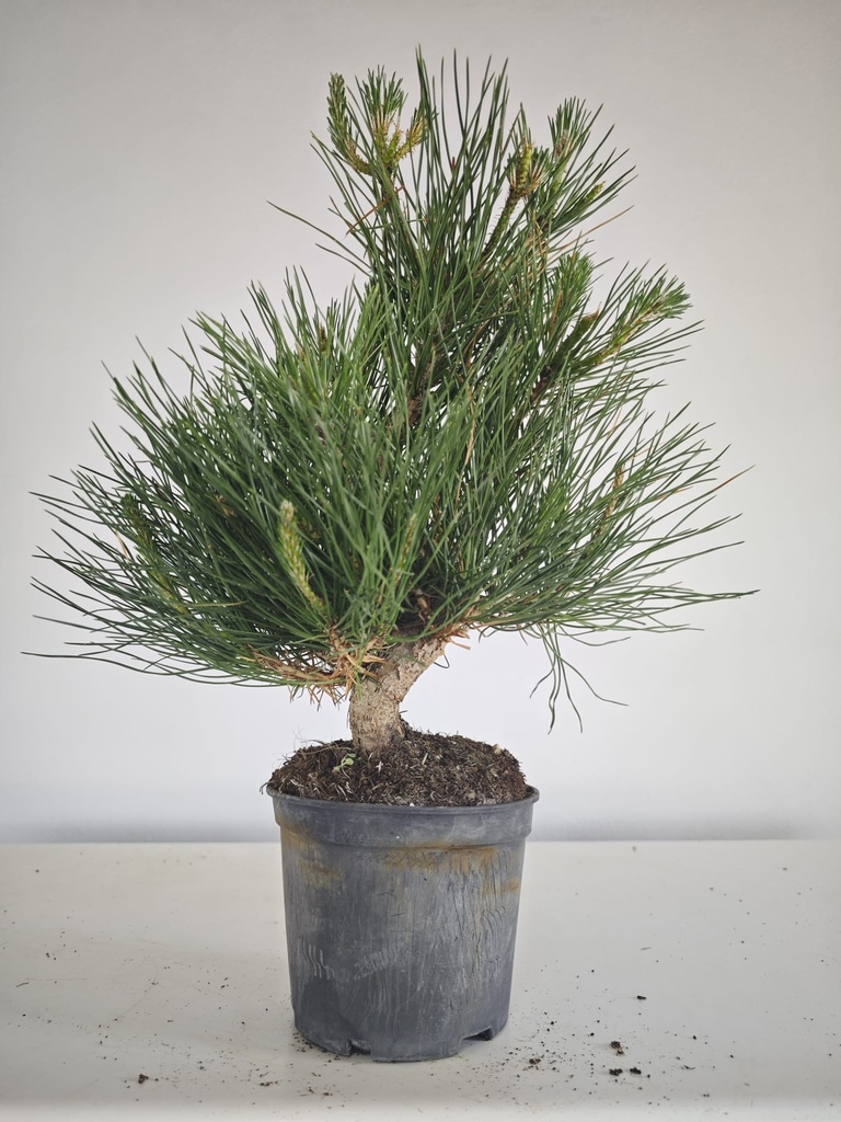 * P 20 Pinus thunbergii, 70 euros con envio gratis peninsula.