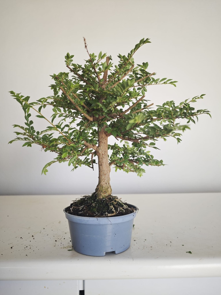 *Ul.2 Olmo nire, 100 euros con envio gratis peninsula.