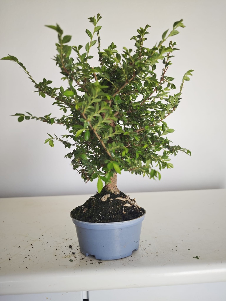 *Ul.3 Olmo nire, 100 euros con envio gratis peninsula.