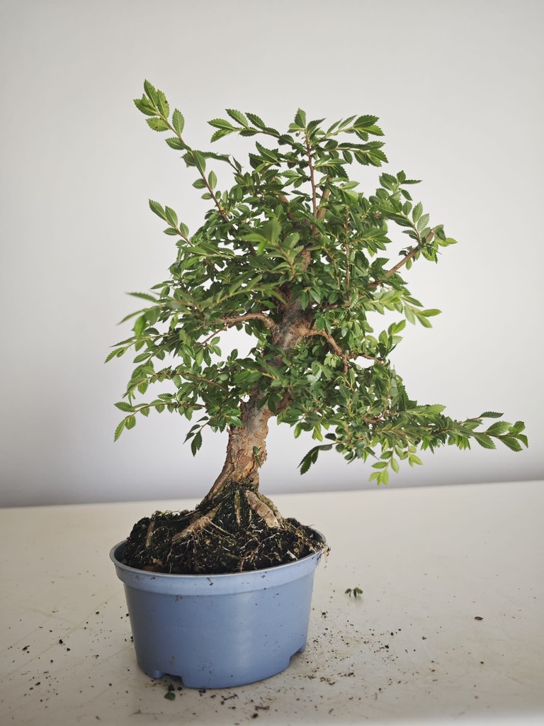 *Ul.4 Olmo nire, 100 euros con envio gratis peninsula.