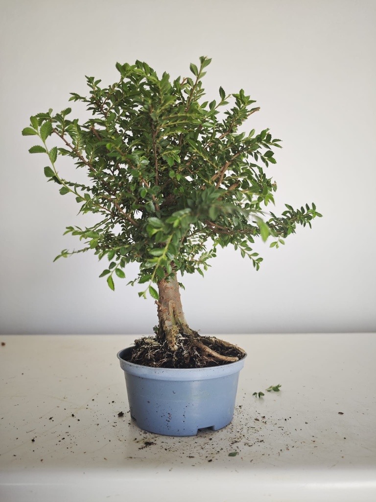 *Ul. 5 Olmo nire, 100 euros con envio gratis peninsula.