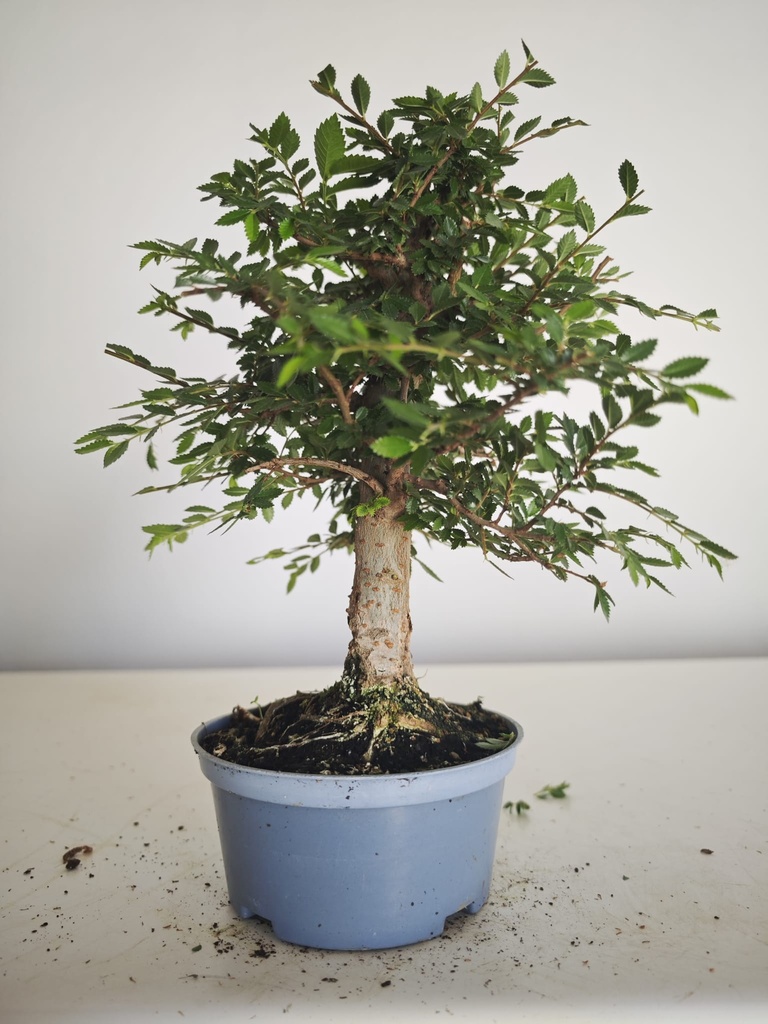 *Ul. 6 Olmo nire, 100 euros con envio gratis peninsula.