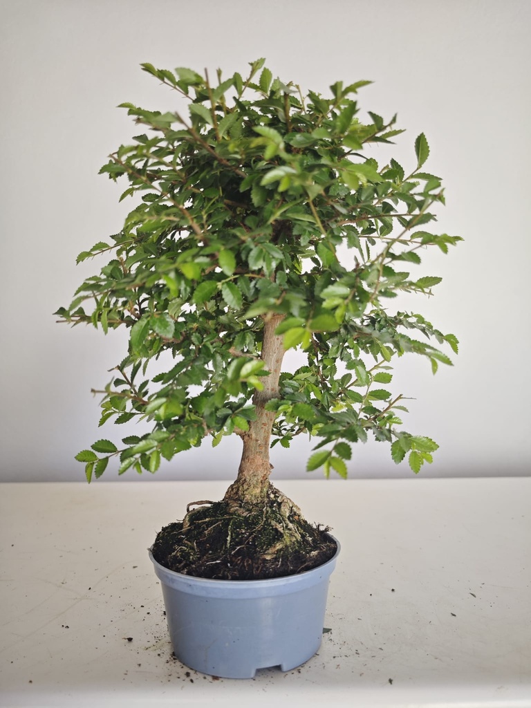 *Ul. 8 Olmo nire, 100 euros con envio gratis peninsula.